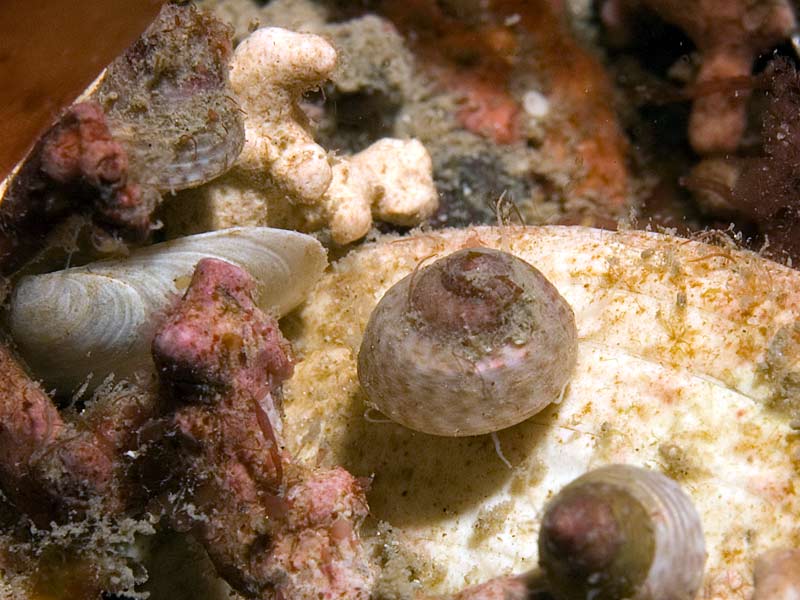 Gibbula tumida